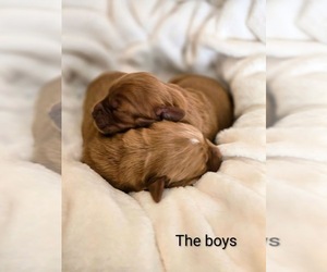 Golden Retriever Puppy for sale in CLAREMONT, MN, USA
