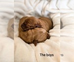 Small Golden Retriever