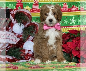 Goldendoodle Puppy for sale in LANCASTER, PA, USA