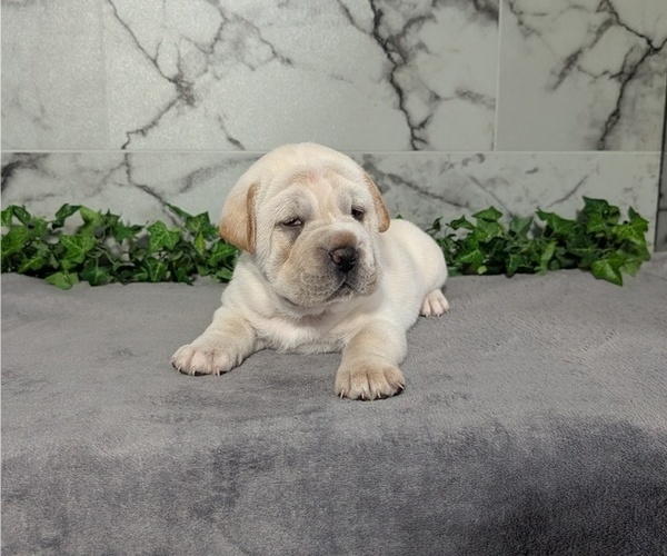 Medium Photo #9 Cocker-Pei Puppy For Sale in GOSHEN, IN, USA
