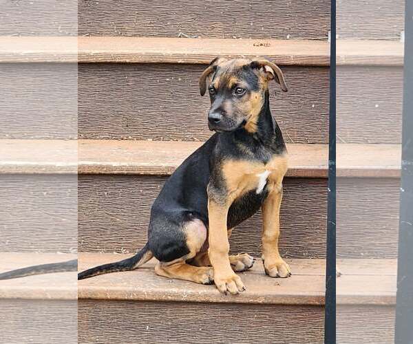 Medium Photo #1 Australian Shepherd-Unknown Mix Puppy For Sale in Des Moines, IA, USA