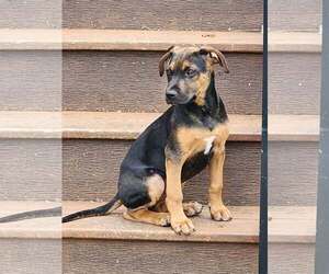 Australian Shepherd-Unknown Mix Dogs for adoption in Des Moines, IA, USA