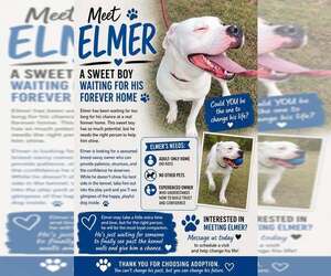 American Bulldog Dogs for adoption in Crandall, GA, USA