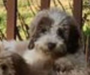 Poodle (Standard)-Sheepadoodle Mix Puppy for sale in PARK HILL, OK, USA