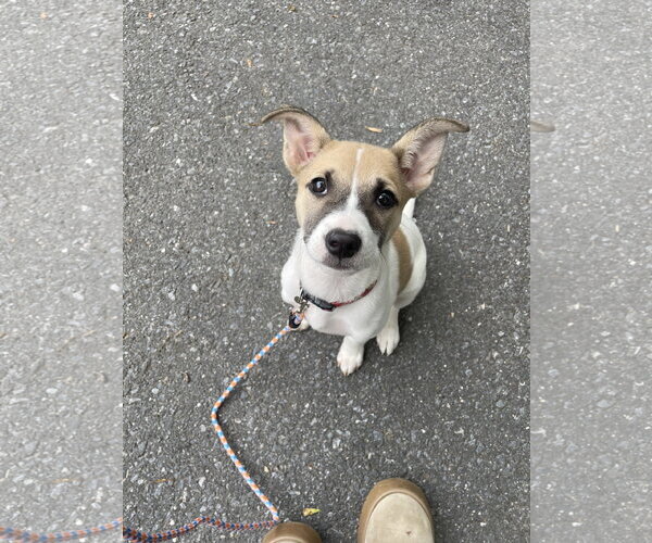 Medium Photo #4 Mutt Puppy For Sale in Derwood, MD, USA