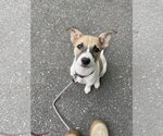 Small #3 Mutt