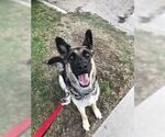 Small German Shepherd Dog