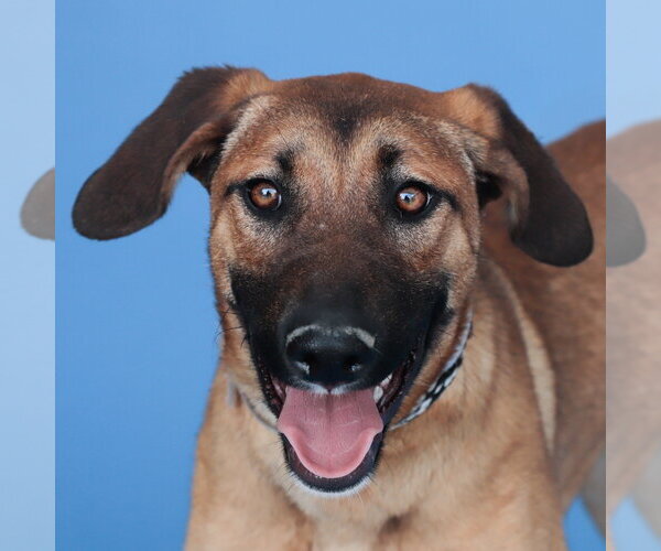 Medium Photo #1 Mutt Puppy For Sale in Pasadena, CA, USA