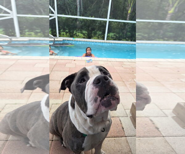 Medium Photo #2 Bulldog-Unknown Mix Puppy For Sale in Lighthouse Point, FL, USA