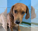 Small #17 Golden Retriever Mix