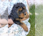 Image preview for Ad Listing. Nickname: Rosie