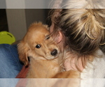 Small Photo #25 Golden Retriever Puppy For Sale in SPENCER, TN, USA