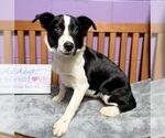 Small #1 Border Collie Mix