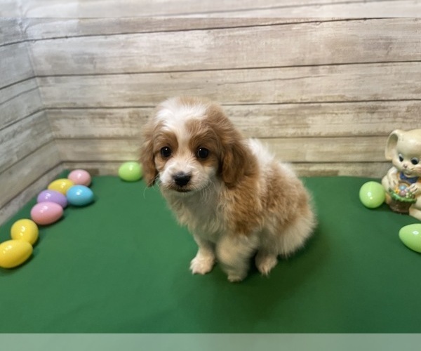 Medium Photo #1 Cavapoo Puppy For Sale in FULTON, KS, USA