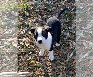 American Bulldog-Border Collie Mix Dogs for adoption in Mobile, AL, USA