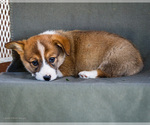 Small Photo #13 Pembroke Welsh Corgi Puppy For Sale in WAKARUSA, IN, USA
