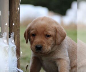 Labrador Retriever Puppy for sale in HYDE PARK, VT, USA