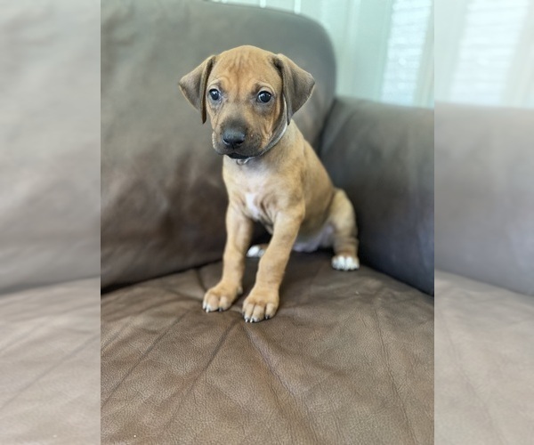 Medium Photo #58 Rhodesian Ridgeback Puppy For Sale in KELLER, TX, USA