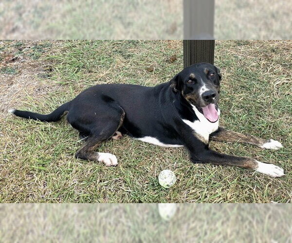 Medium Photo #1 Bluetick Coonhound-Unknown Mix Puppy For Sale in Corpus Christi, TX, USA