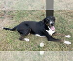 TEXAS - Male Bluetick Coonhound-Unknown Mix Dog for Adoption - Small photo