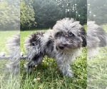 Small #29 Cavapoo (Miniature)