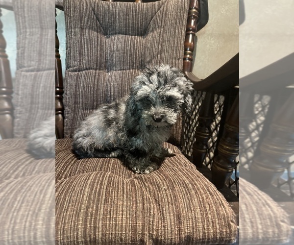 View Ad LhasaPoo Puppy for Sale near New Jersey, E BRUNSWICK, USA