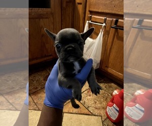 French Bulldog Puppy for sale in SAINT LOUIS, MO, USA