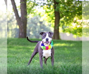 Stormy - Female Mutt Dog for Adoption - Photo #7