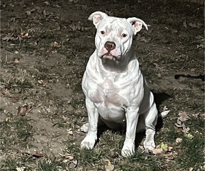 Mother of the American Bulldog-American Staffordshire Terrier Mix puppies born on 03/02/2025