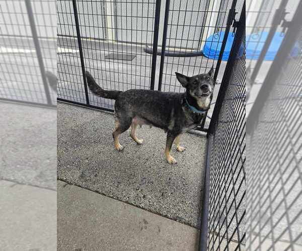 Medium Photo #4 German Shepherd Dog Puppy For Sale in Evansville, IN, USA