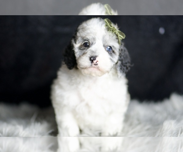Medium Photo #2 Poodle (Toy) Puppy For Sale in WARSAW, IN, USA