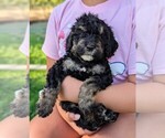 Small #3 Miniature Bernedoodle
