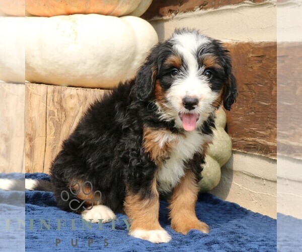 Medium Photo #3 Bernedoodle (Miniature) Puppy For Sale in NARVON, PA, USA