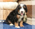 Small #2 Bernedoodle (Miniature)