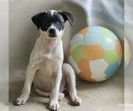 Small Rat Terrier Mix