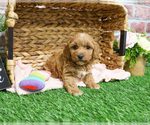 Small #14 Goldendoodle mix (+ Poodle Miniature)
