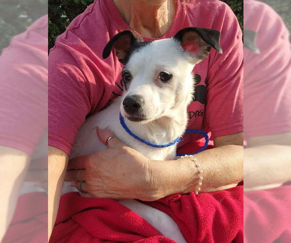 Medium Photo #9 Rat-Cha Puppy For Sale in Grafton, WI, USA