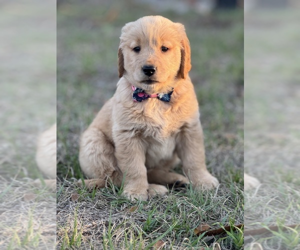 Medium Photo #8 Golden Retriever Puppy For Sale in BROOKSVILLE, FL, USA