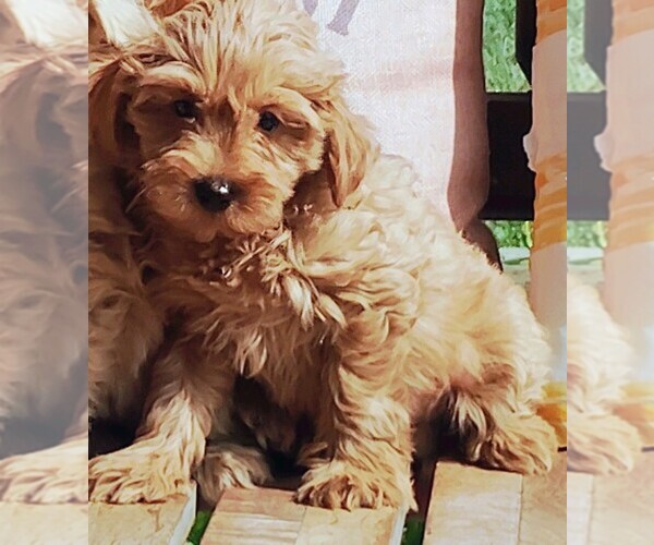 Medium Photo #2 Goldendoodle (Miniature) Puppy For Sale in HINCKLEY, MN, USA