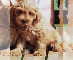 Small #1 Goldendoodle (Miniature)