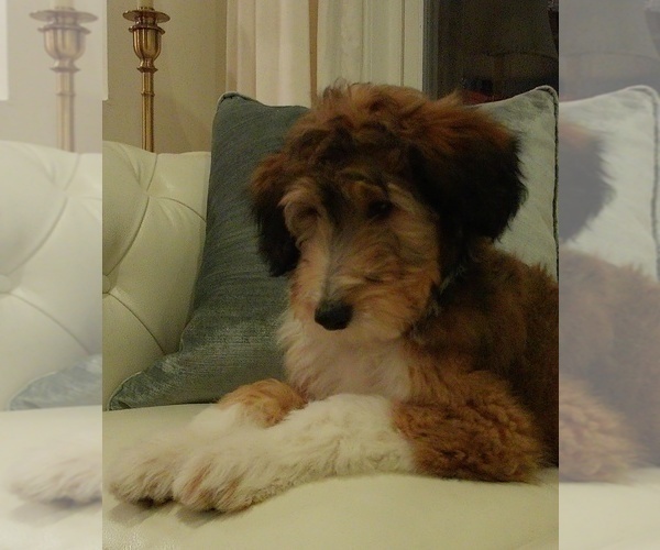 Medium Photo #4 Cadoodle Puppy For Sale in PERU, IN, USA