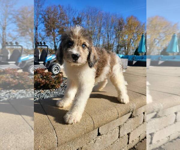 Medium Photo #6 Labradoodle Puppy For Sale in FRANKLIN, IN, USA