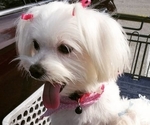 Small Photo #1 Maltese Puppy For Sale in KILLEEN, TX, USA