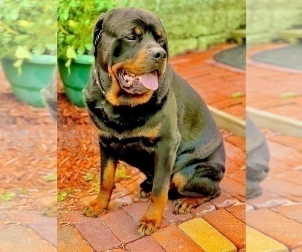 Medium Photo #1 Rottweiler Puppy For Sale in PRESTO, PA, USA