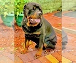 Small Photo #1 Rottweiler Puppy For Sale in PRESTO, PA, USA