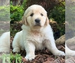 Puppy Maggie English Cream Golden Retriever