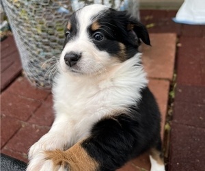 Medium Miniature Australian Shepherd