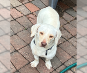 Basset Hound-Labrador Retriever Mix Dogs for adoption in Brooklyn Center, MN, USA