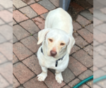 Small Basset Hound-Labrador Retriever Mix