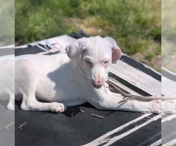 Medium Photo #8 Australian Shepherd-Catahoula Leopard Dog Mix Puppy For Sale in Holly Springs, NC, USA